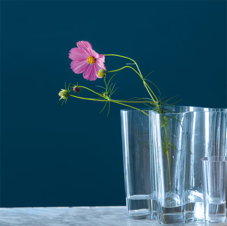 Un florero de vidrio con una sola flor rosa se perfila contra una pared azul oscuro.